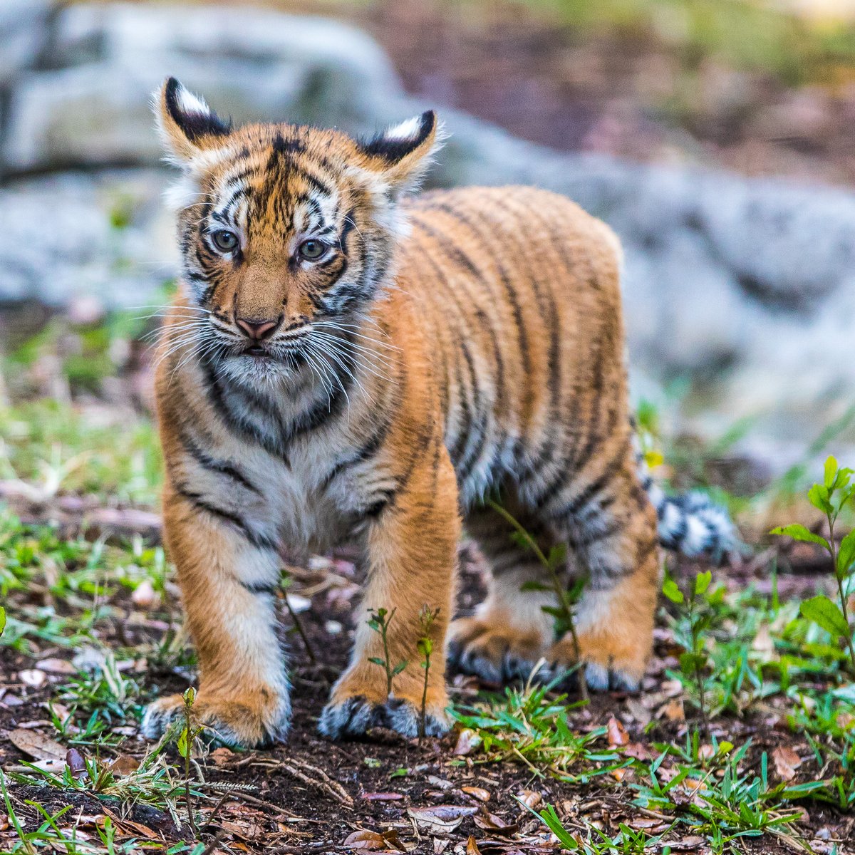 Newborn Brother And Sister Tiger Cubs Introduced At The San Diego Zoo