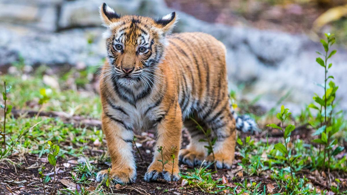 See Lowry Park Zoo S Newest Baby Tiger Video Tampa Bay Business Journal