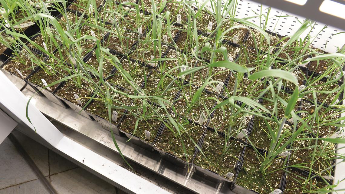 Minne Inno - Plant-based biotech company Calyxt to merge with ...