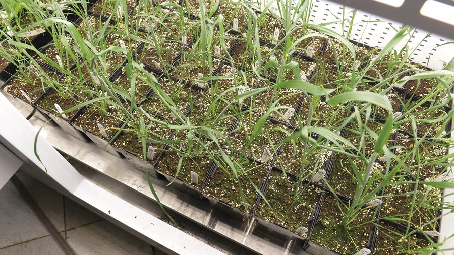 Biotech firm Calyxt inks soybean deal with Archer-Daniels-Midland ...