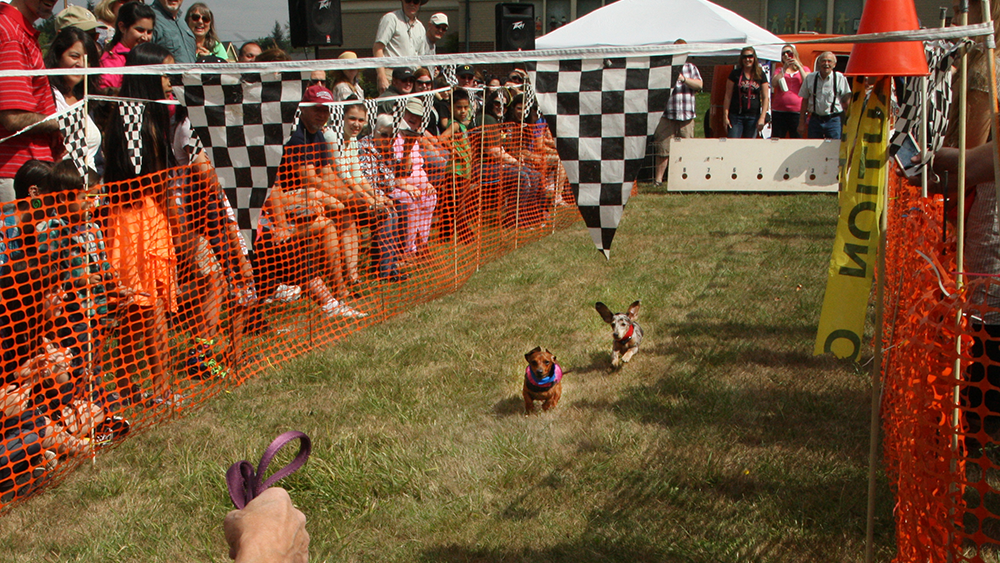 Fort Erie Race Track going to the dogs again Buffalo Business First