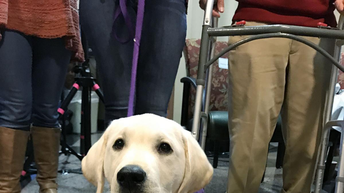 Frazier Rehab Institute welcomes new therapy dog - Louisville Business First