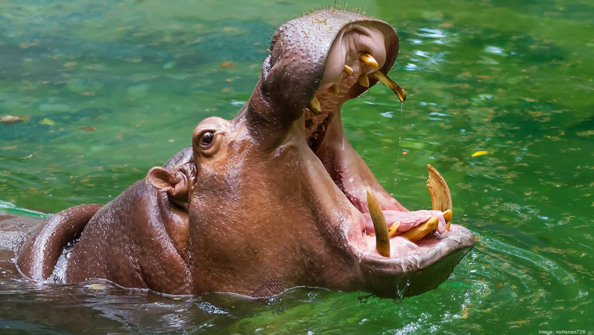 Why hippos don't get sunburned (and what that has to do with business ...