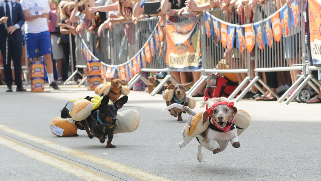 Running of the wieners cheap