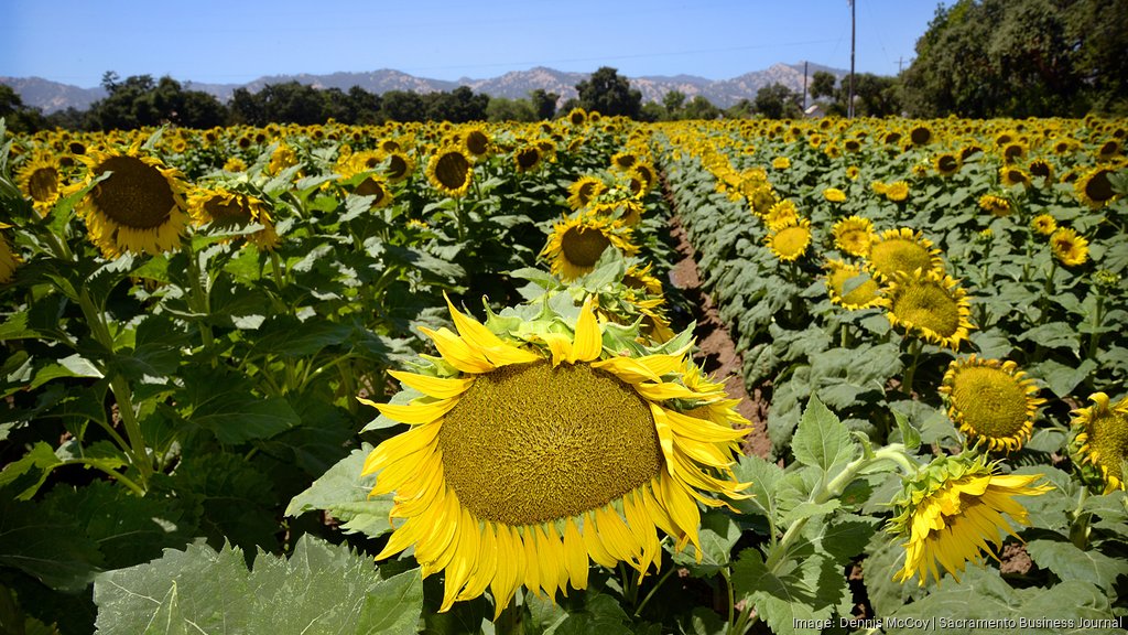 Gotham Greens opens a 10-acre farm/research facility in California