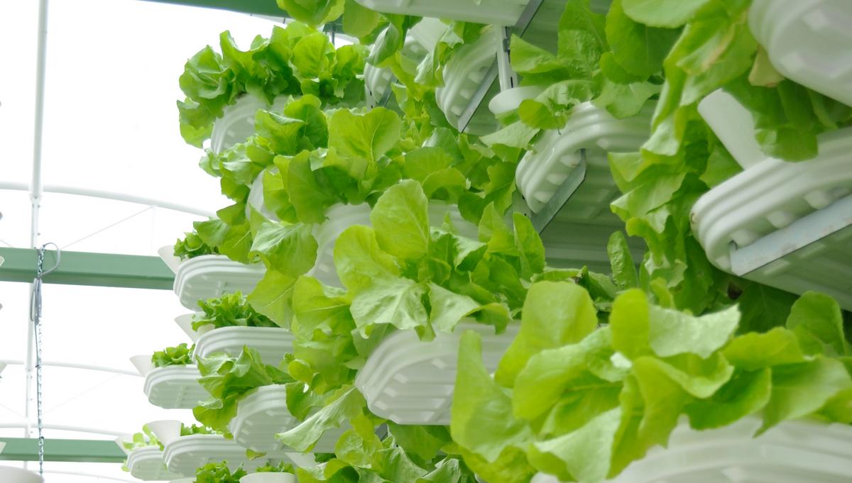 Planned vertical farm in East Baltimore aims to train ex-offenders ...