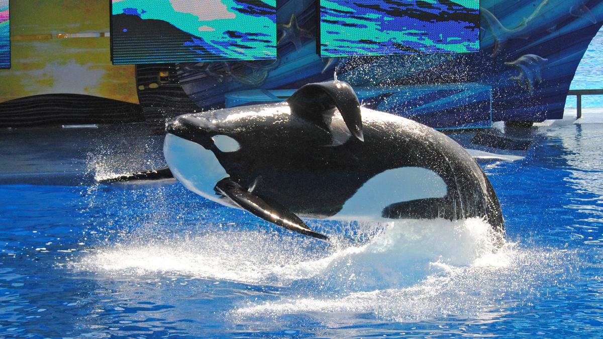 SeaWorld Orlando's Tilikum, focal point of Blackfish film, dies ...