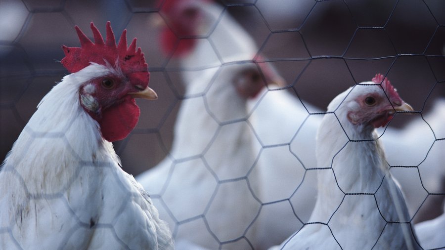 Colorado judge presses DOJ to explain third trial in chicken price