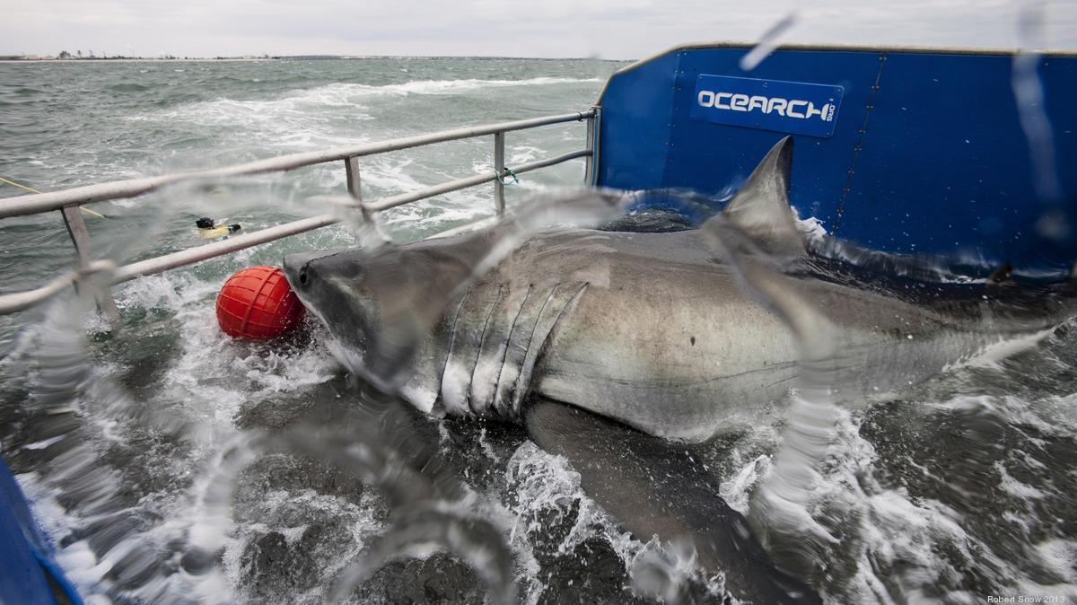 Jacksonville University Shark Research.jpg