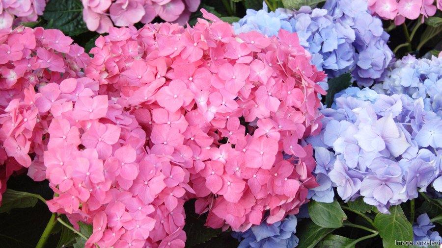 Hydrangeas Minnesota Bailey Nurseries of Minnesota buying Oregon grower Carlton Plants ...