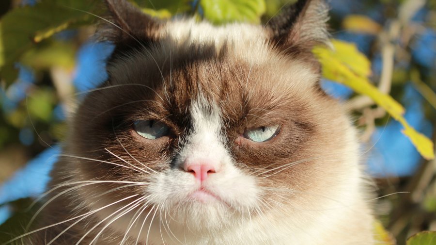 Grumpy Cat gives her humans plenty of reasons to smile – Twin Cities