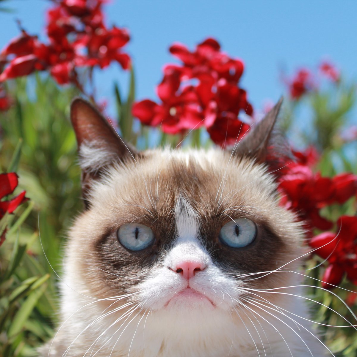 Grumpy Cat, the Arizona meme sensation, is dead at 7