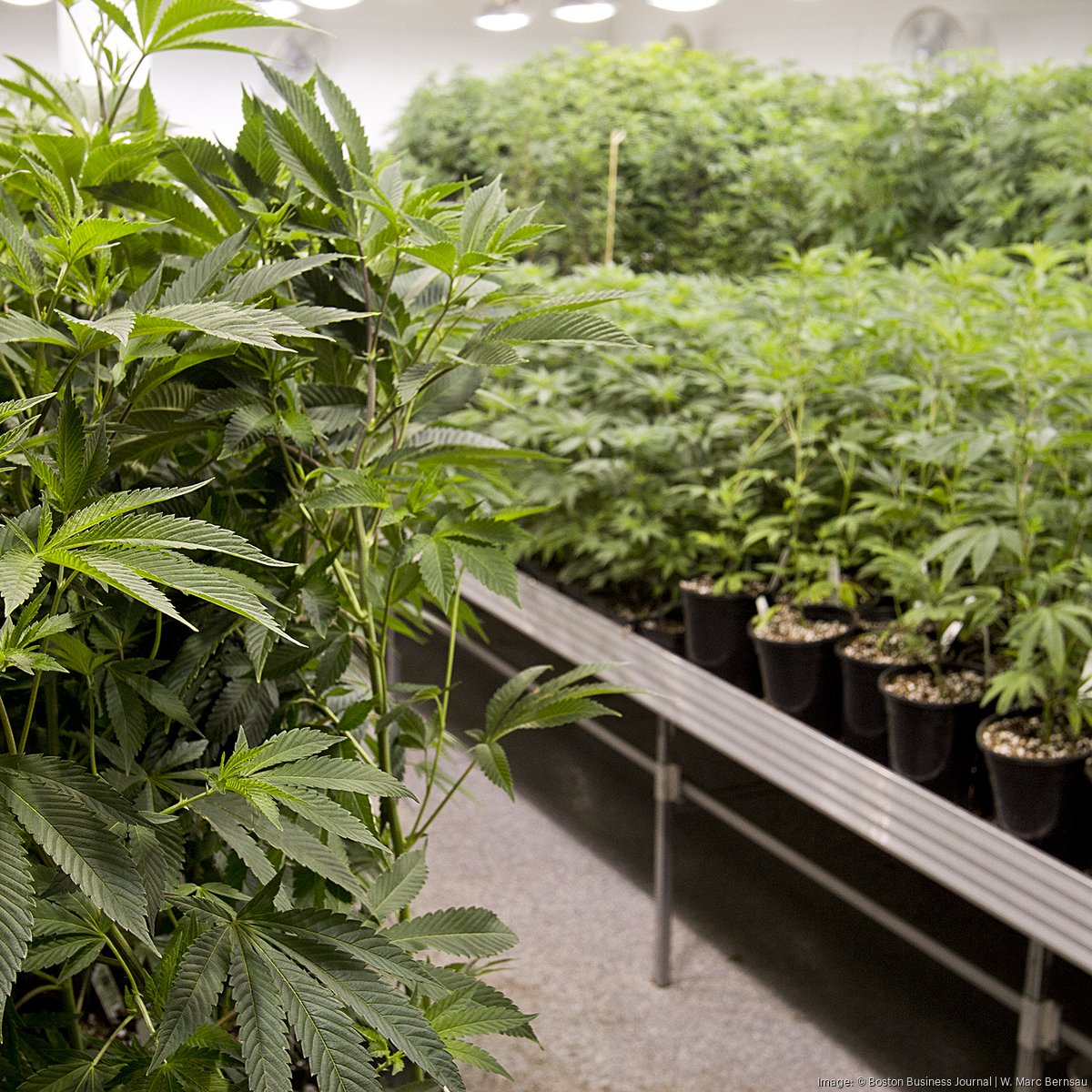 Cannabis companies Tilt Holdings and Sira Naturals face fines - Boston  Business Journal