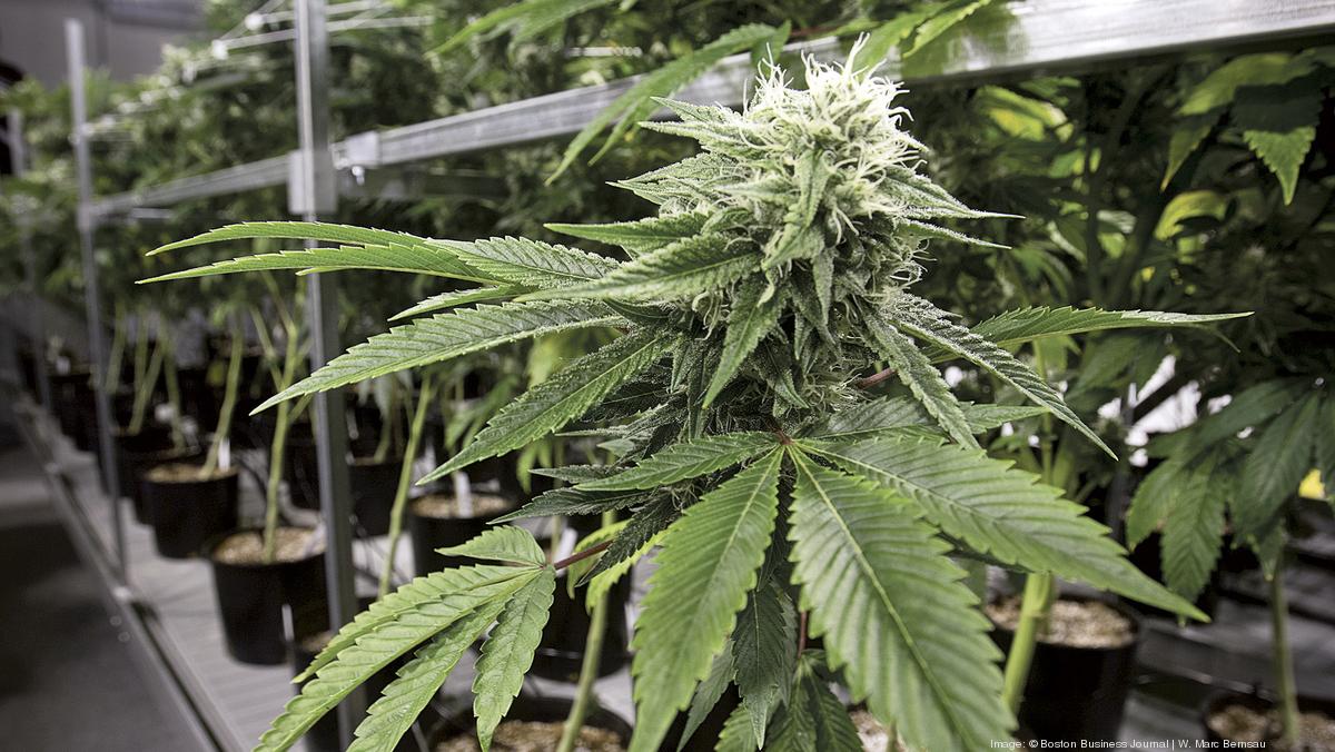 House calls Brockton dispensary to start delivering medical marijuana
