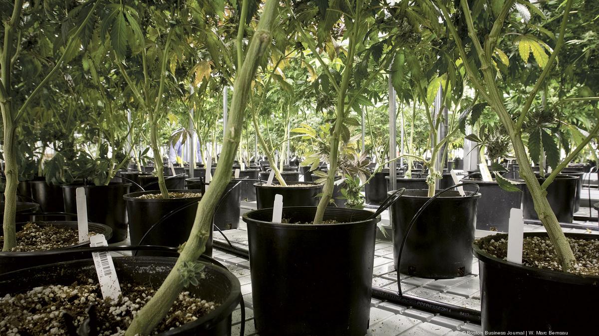 Quincy medical marijuana dispensary Ermont sued for 21 million in debt