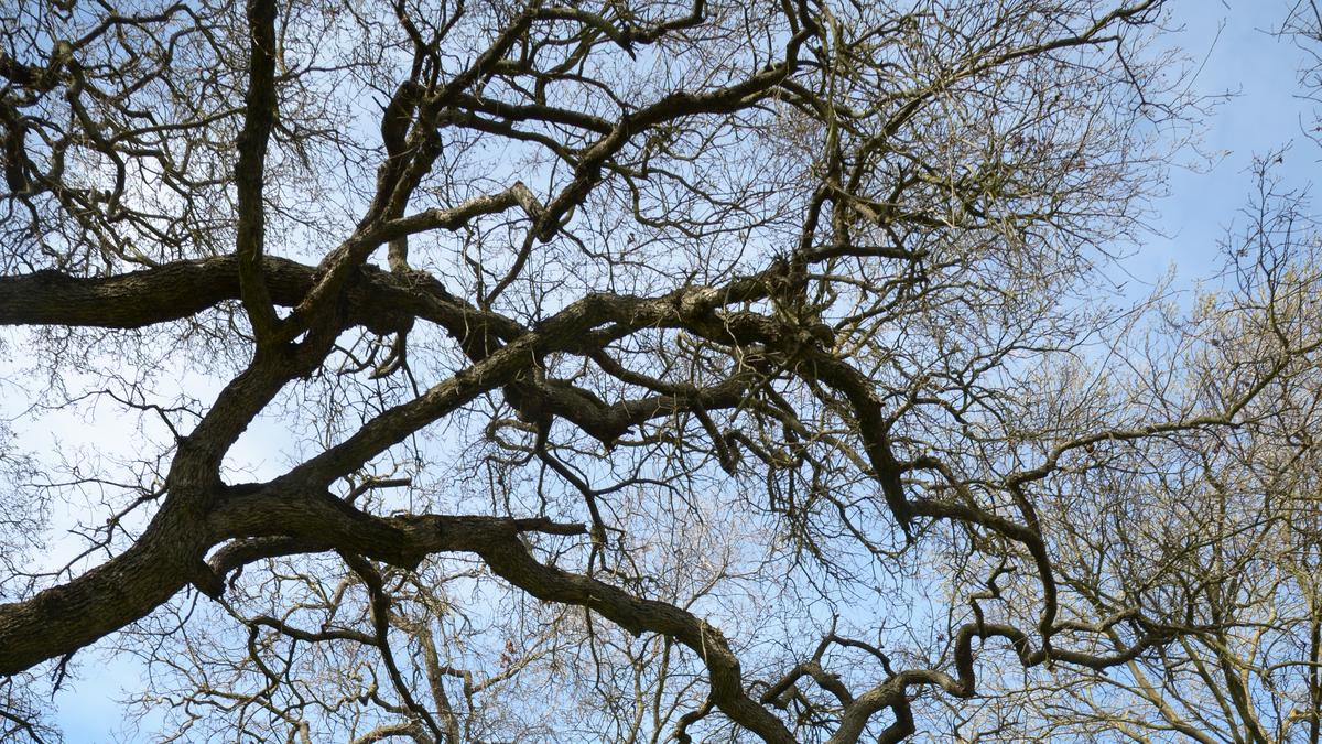 West Sacramento to consider oak canopy ropes course proposal West Sacramento to consider oak canopy ropes course proposal