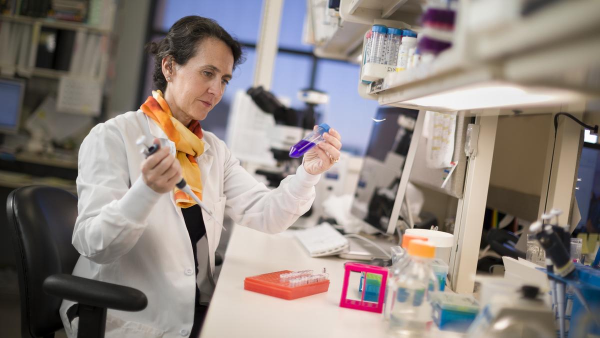 Mayo researchers identify therapy to shrink multiple myeloma tumors