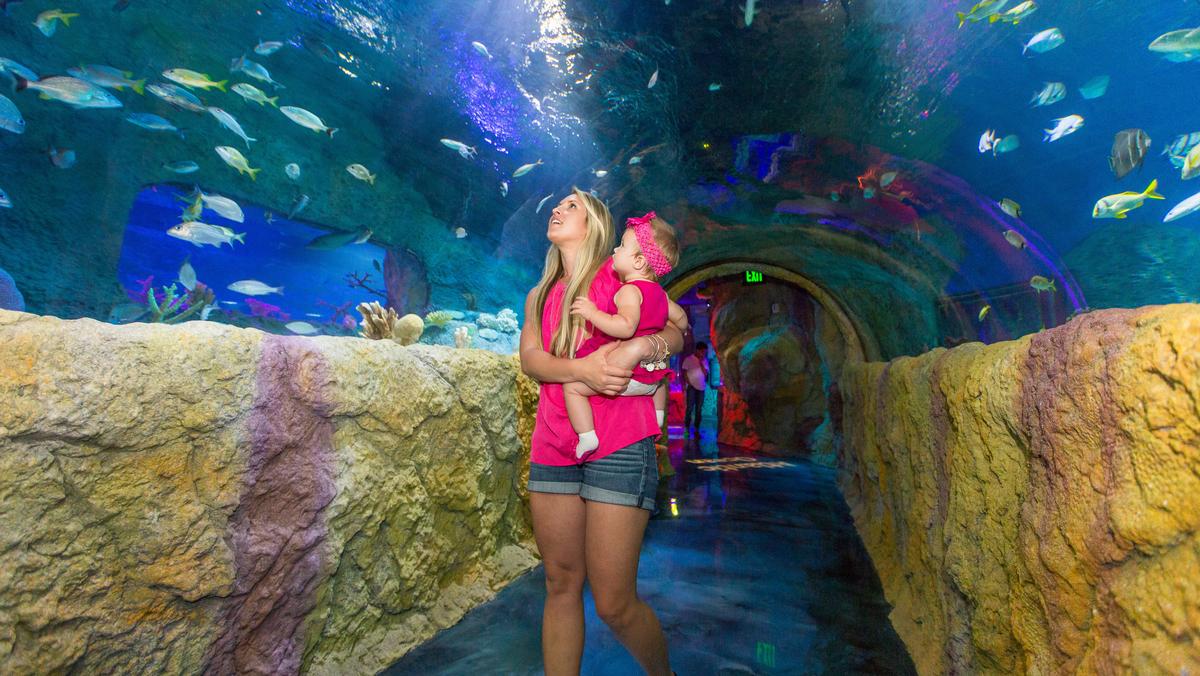 Ashkenazy Acquisition Corp. and Merlin Entertainments to bring new ... - Sea Life Aquarium*1200xx4200 2367 0 368