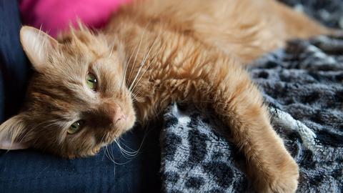 kittybrew8681*480xx1800-1013-0-94.jpg