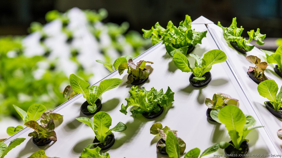 Hawaii lettuce farm that sells to Costco listed for 4.3 million