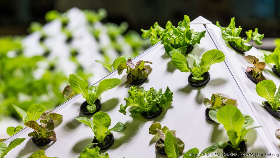 Hawaii lettuce farm that sells to Costco listed for 4.3 million