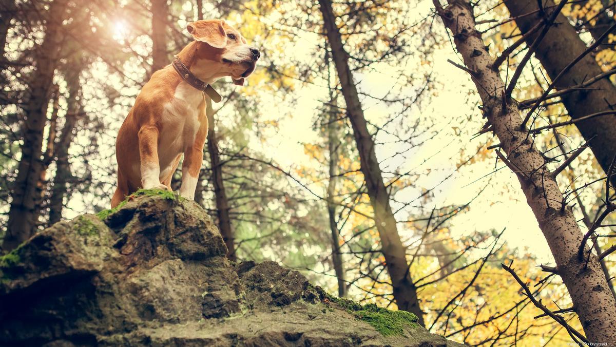 These dogfriendly hikes in Los Angeles offer views for you and your