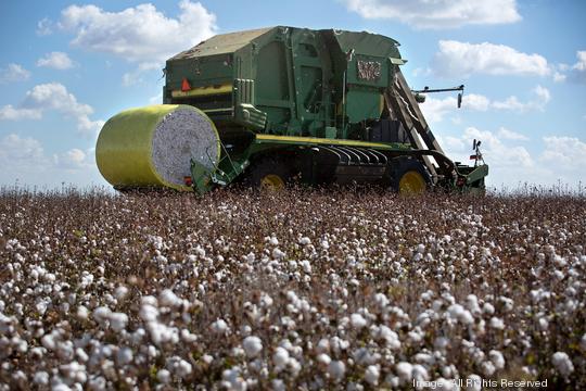 Tractor harvesting Indigo Cotton