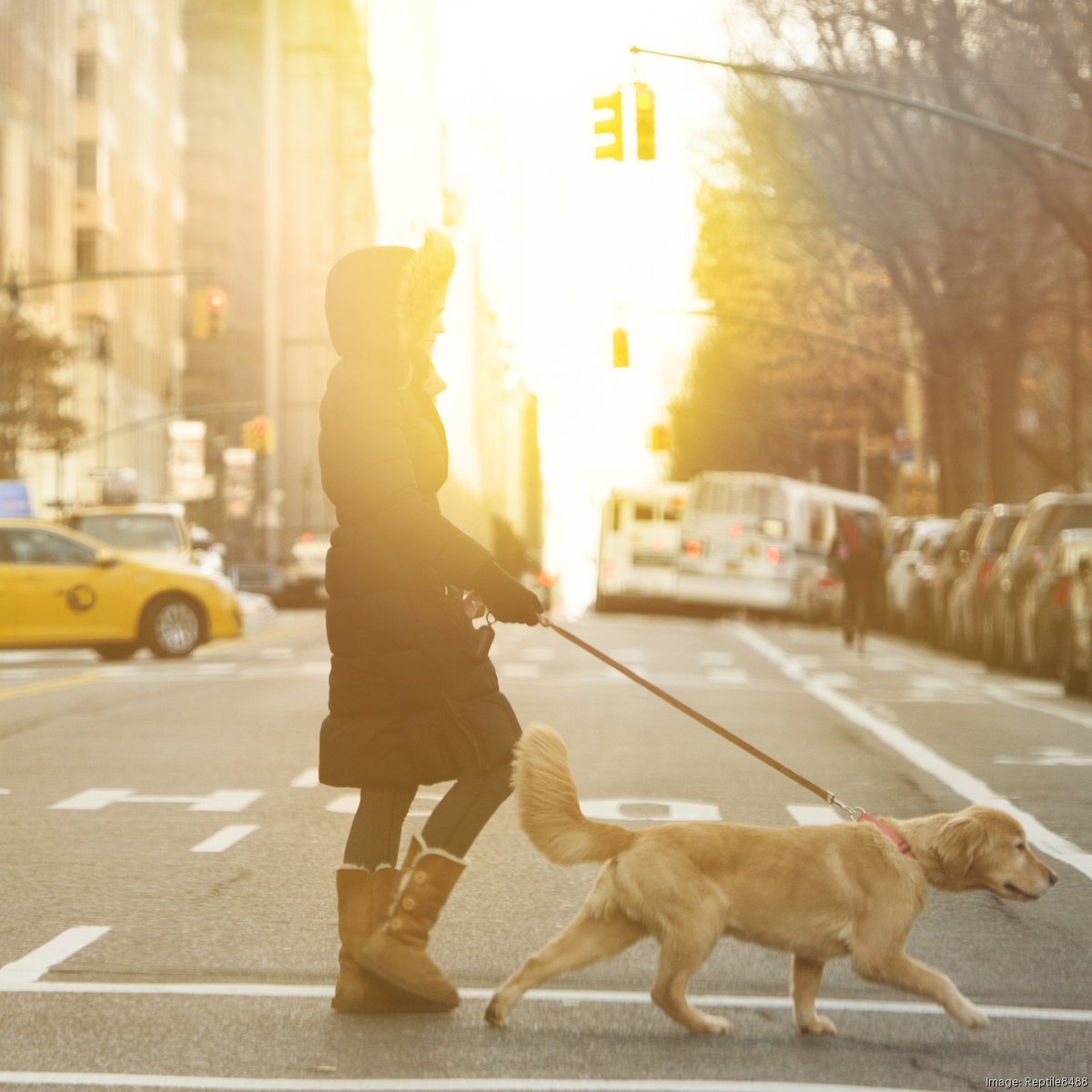 Chicago woman loses lawsuit demanding dog-free elevator rides to her  penthouse