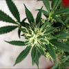Kentucky accelerates timeline for medical marijuana sales