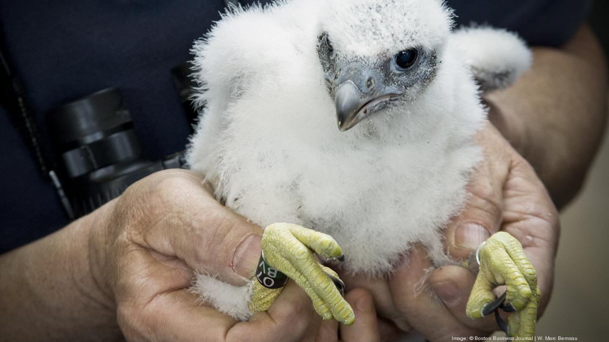 These birds mean business — and cuteness — in the Back Bay - Boston ...