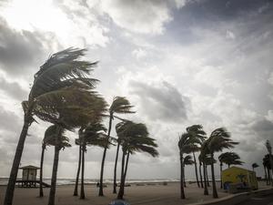 Palm Trees Before A Tropical Storm or Hurricane