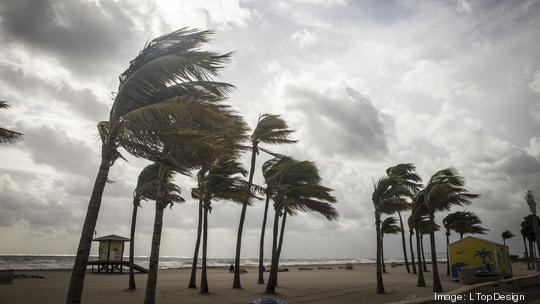 Palm Trees Before A Tropical Storm or Hurricane