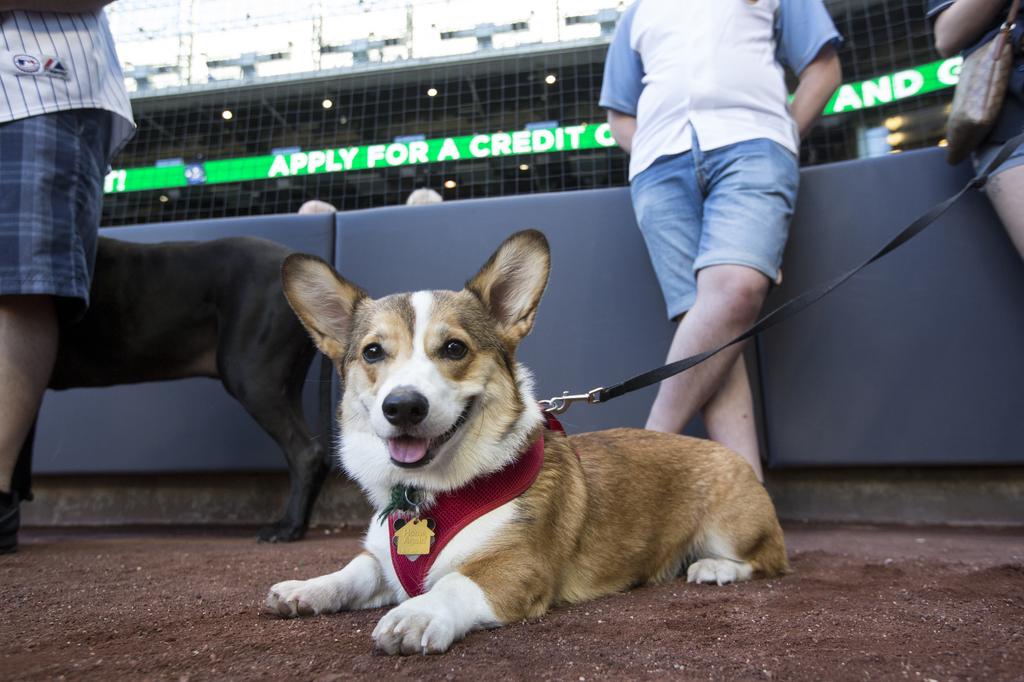 Scenes from Miller Park as dogs join the crowd: Slideshow 