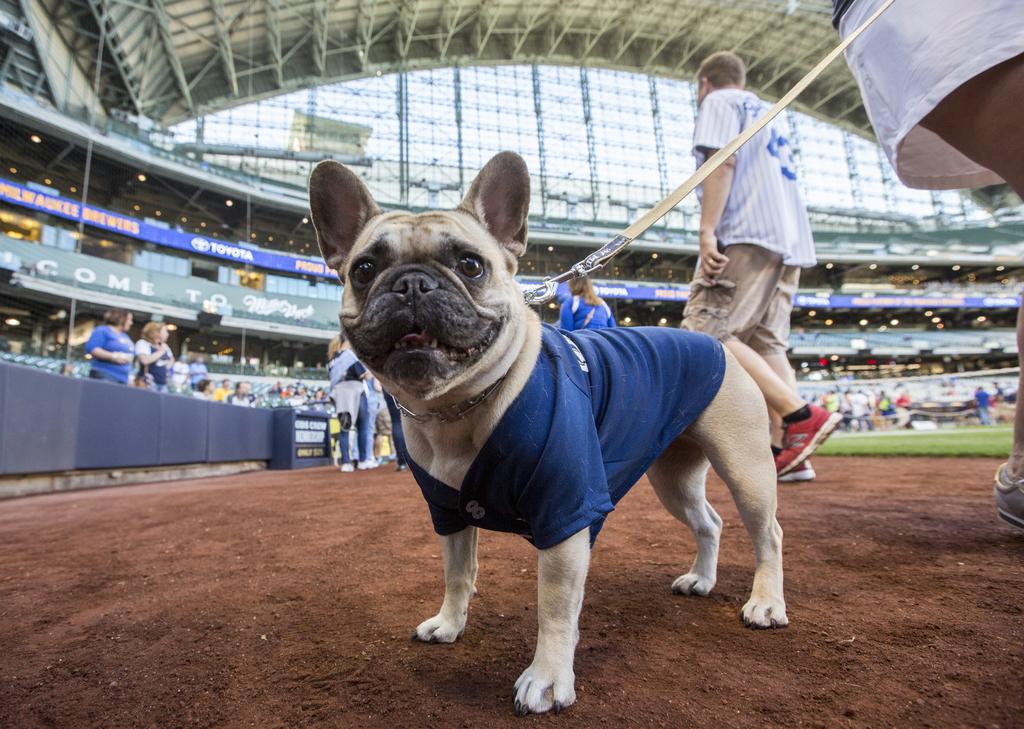 Scenes from Miller Park as dogs join the crowd: Slideshow