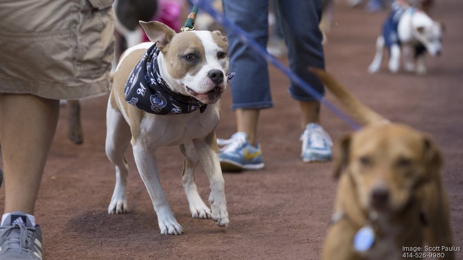 Scenes from Miller Park as dogs join the crowd: Slideshow