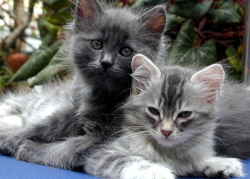 Norwegian Forest Cat Kittens and Cats in Phoenix, AZ - Buy or