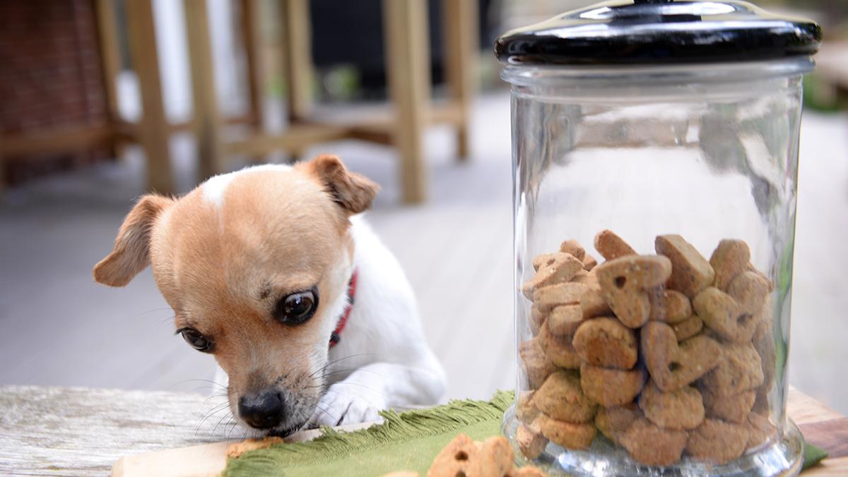 Can You Donate Dog Food