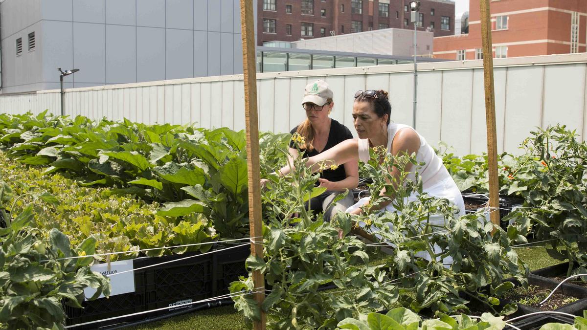A ton of produce Photos of Boston Medical Center's brand new rooftop