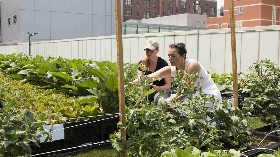 A ton of produce Photos of Boston Medical Center's brand new rooftop