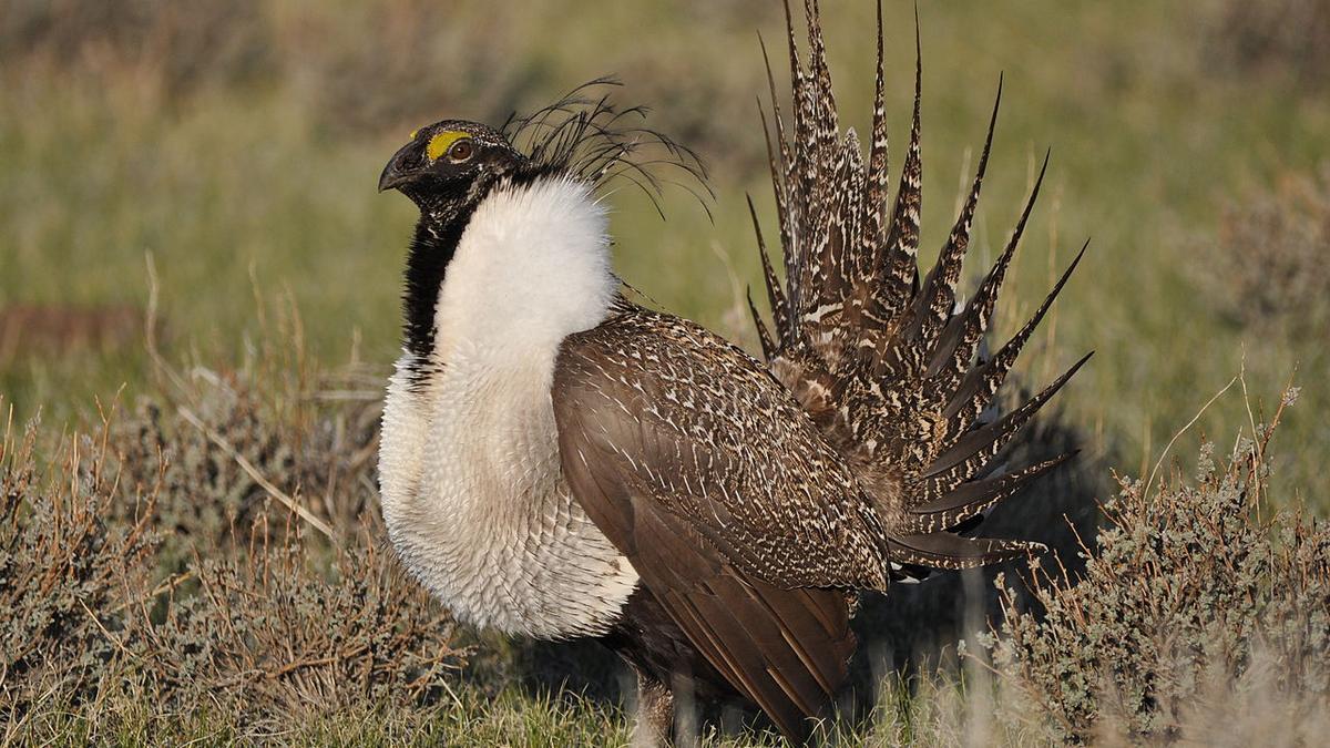 In Oregon, Trump sage grouse plan stokes fear and hope - Portland ...