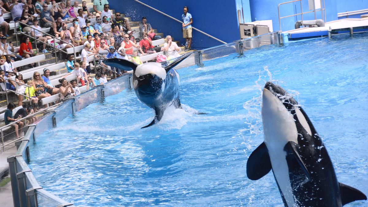 SeaWorld Florida park to replace killer whale show - Tampa Bay Business ...