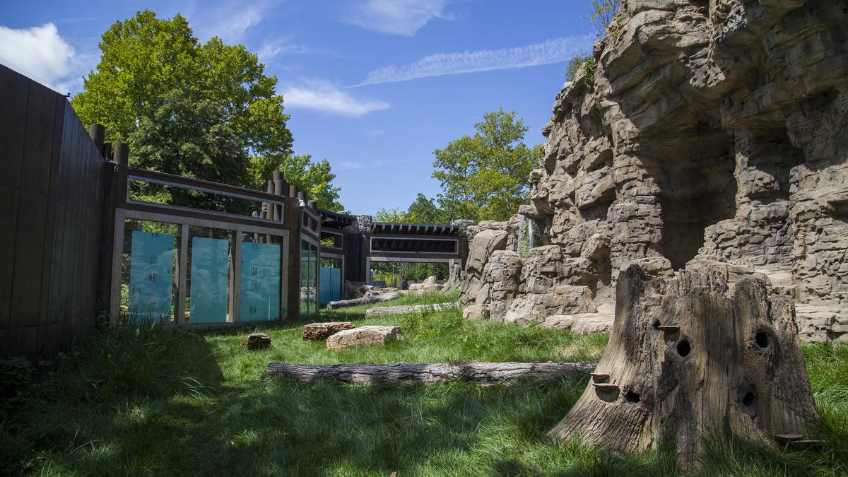 Grizzly Bear  Saint Louis Zoo