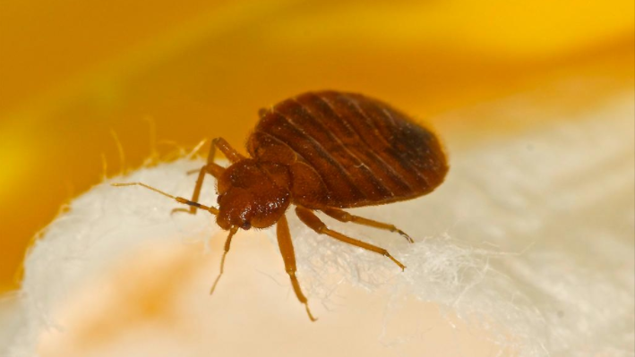 Gem City Ranks No. 24 Among Worst Bed Bug Cities - Dayton Business Journal