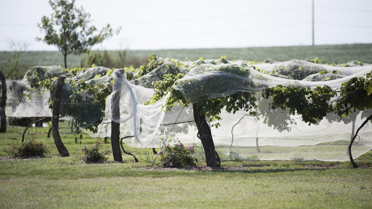 Prairie Hill Vineyard hopes to attract more events with facility