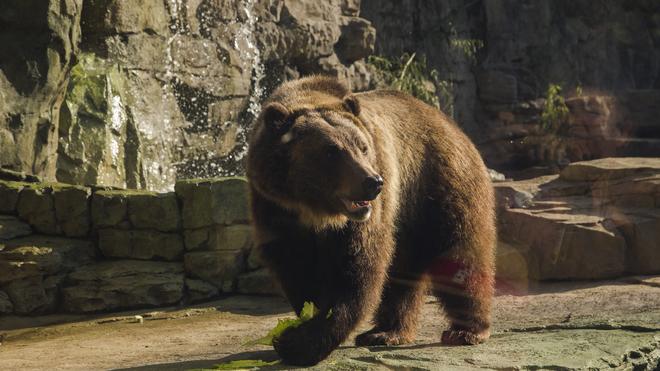 Grizzly Bear  Saint Louis Zoo