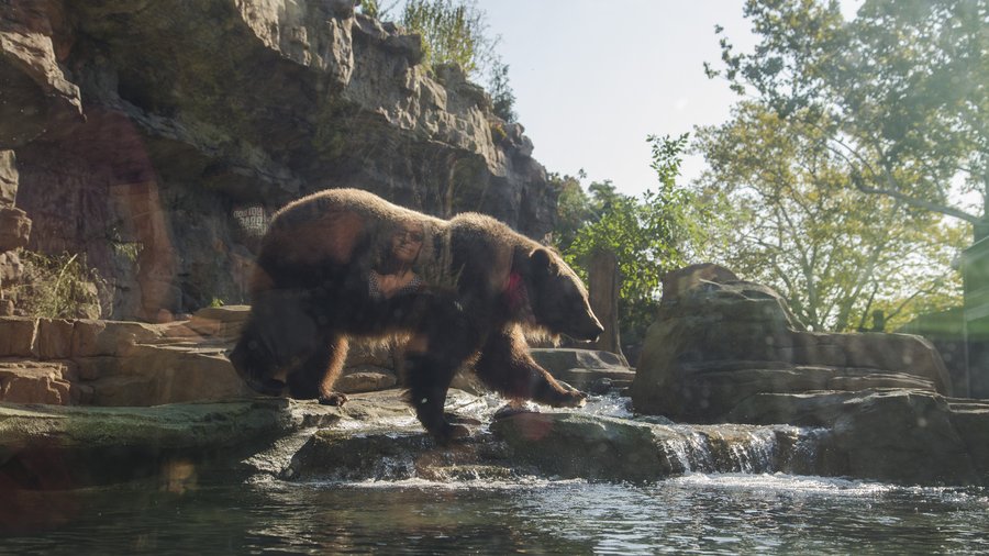 Check out the new grizzly bear cubs at the Saint Louis Zoo - St