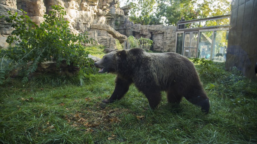 Grizzly Bear  Saint Louis Zoo