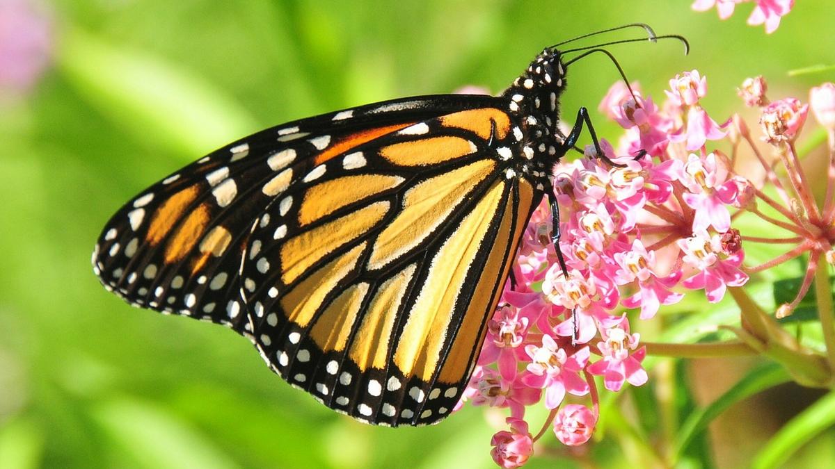 Butterfly Pavilion Unveils Plans For Huge Invertebrate Lab