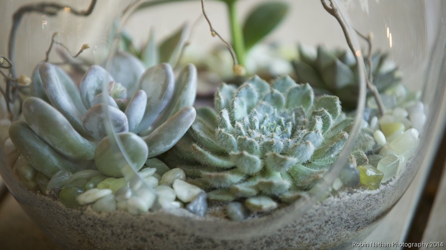 lavender live plants Alba White Floral Lavender main image 1