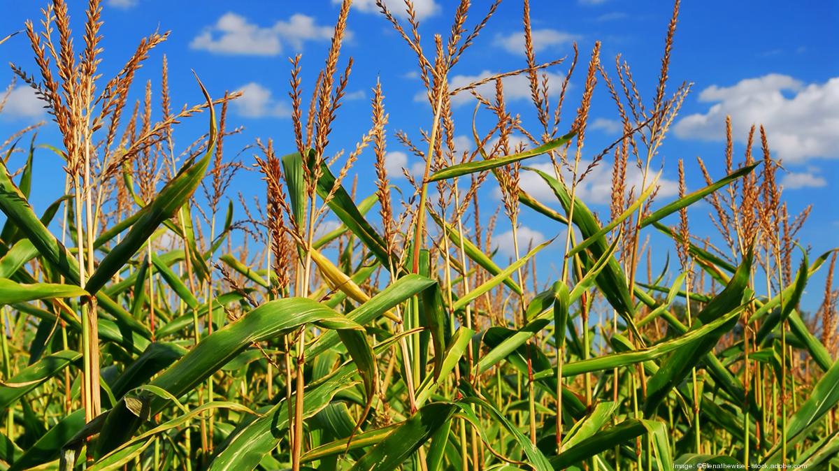 Kansas farmer pleads guilty to crop insurance fraud